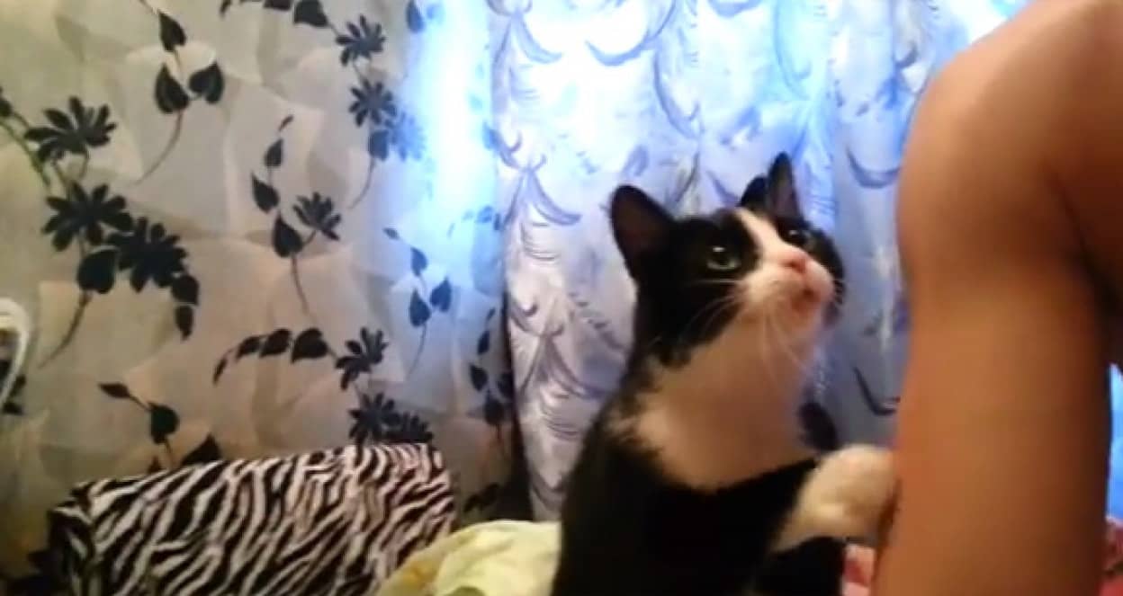 回避不能 うるんだ瞳で見つめながら なでて をおねだりする猫 カラパイア 回避不能 うるんだ瞳で見つめながら なでて をおねだりする猫 カラパイア