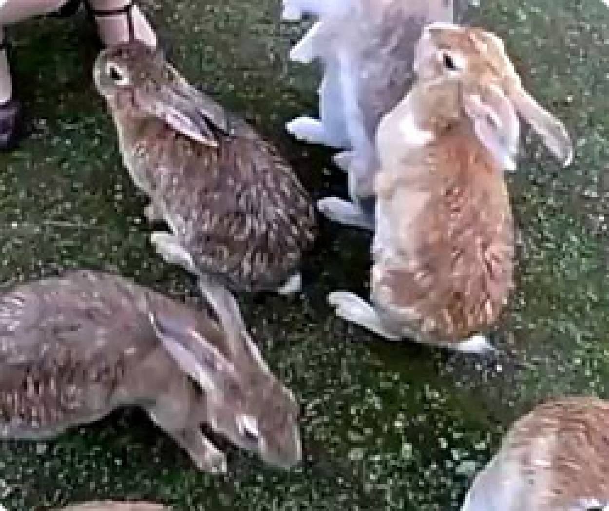 ウサウサパラダイス ウサギ島として知られる広島県大久野島でウサギまみれの旅 カラパイア