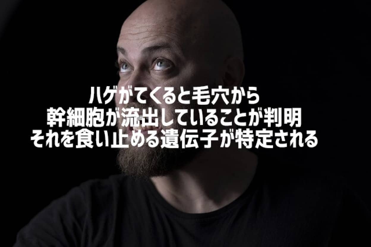 また髪の話をしよう はげてくると毛穴から幹細胞が流出 それを食い止める遺伝子を特定 カラパイア