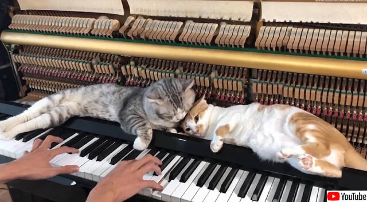 飼い主がピアノを弾くのが大好きな猫