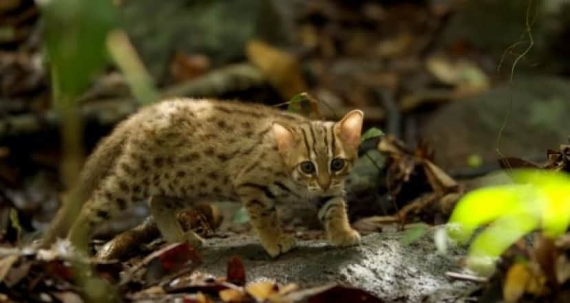 cat8