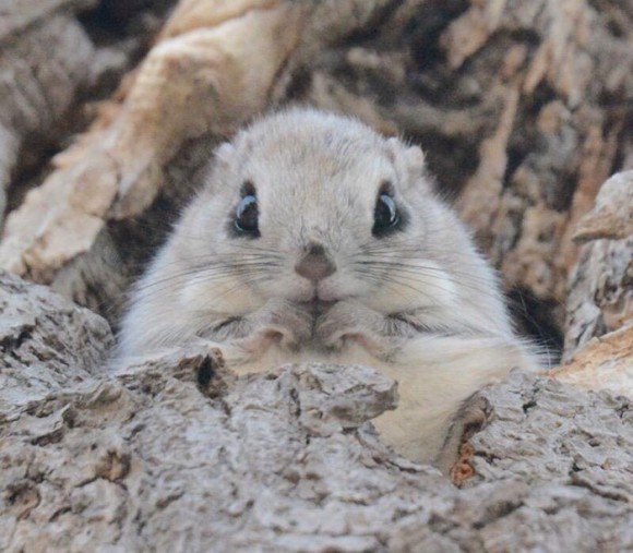 やっぱブラキストン線超えると違うわー 北海道に生息する7つのかわいい動物たち カラパイア