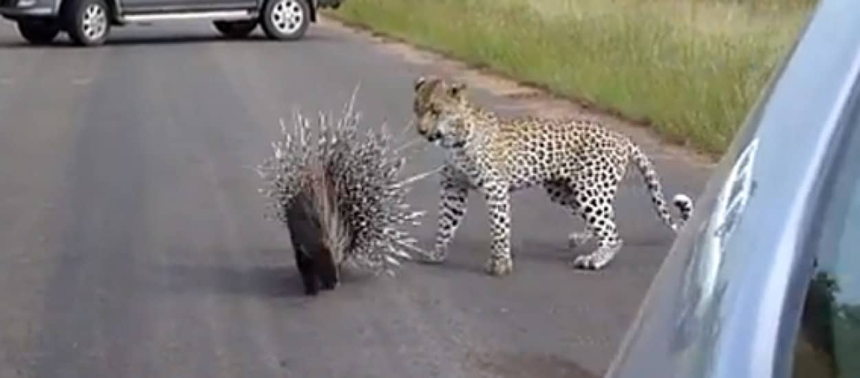 ヒョウのジレンマ ヤマアラシに近づきたくてもトゲ全開で近づけない カラパイア ヒョウのジレンマ ヤマアラシに近づきたくてもトゲ全開で近づけない カラパイア