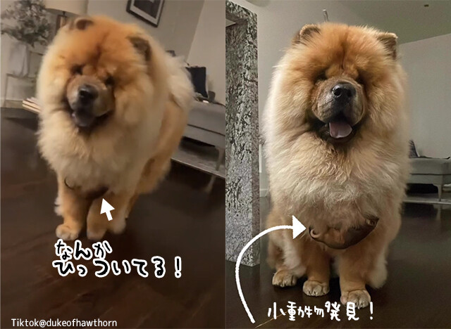 犬のふさ毛の中に小動物！ひっついて家についてきてしまったポッサムの赤ちゃん