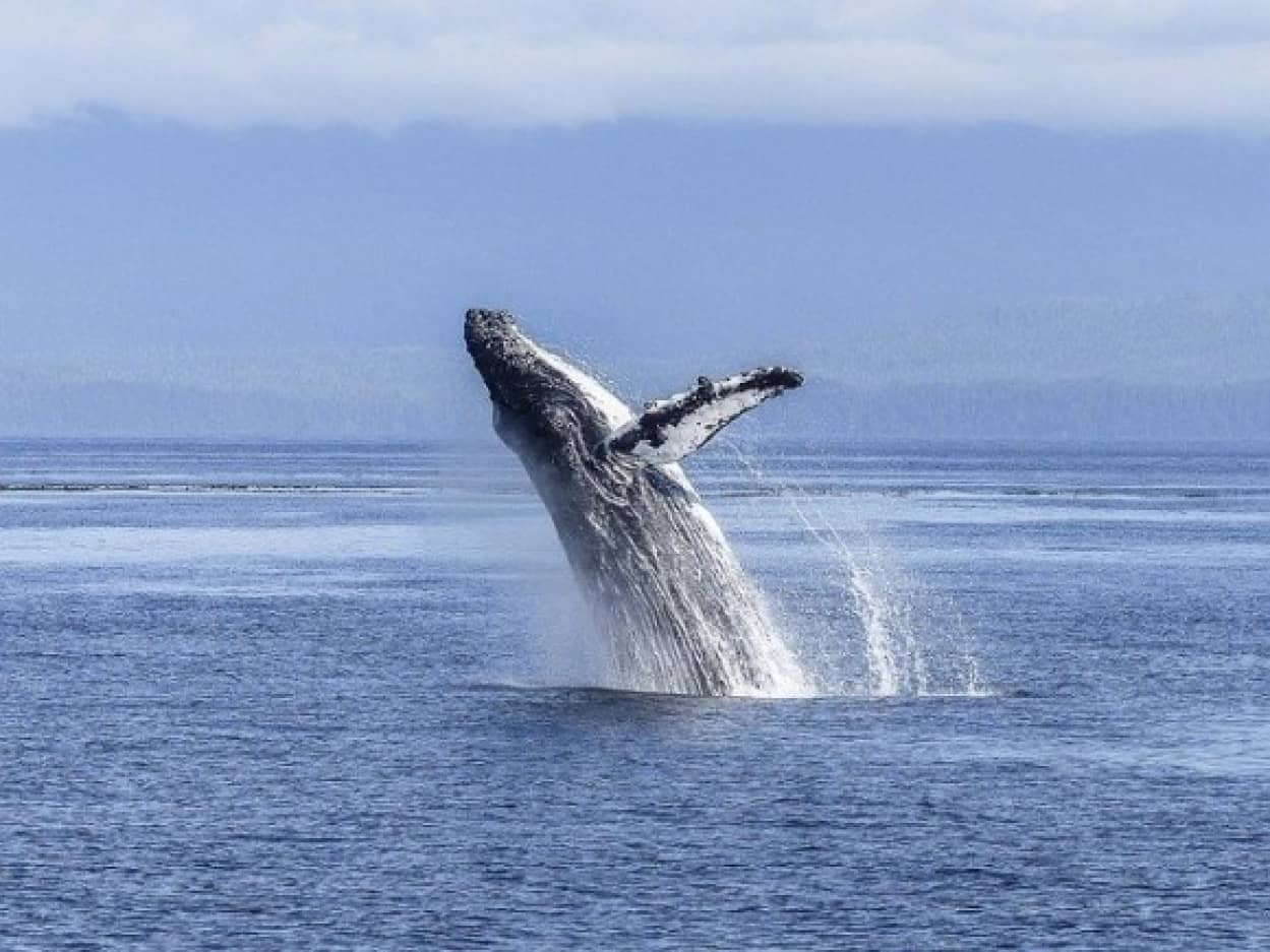 リアルに存在した クジラに飲み込まれ 吐き出された男性がその心境を語る カラパイア