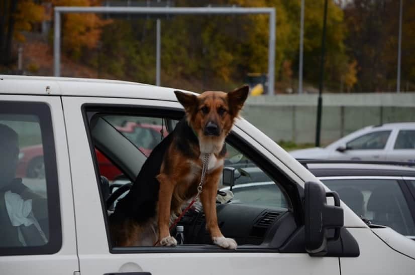 dog-g3064a0295_640
