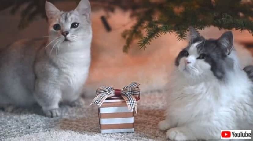 munchkincmas6_640