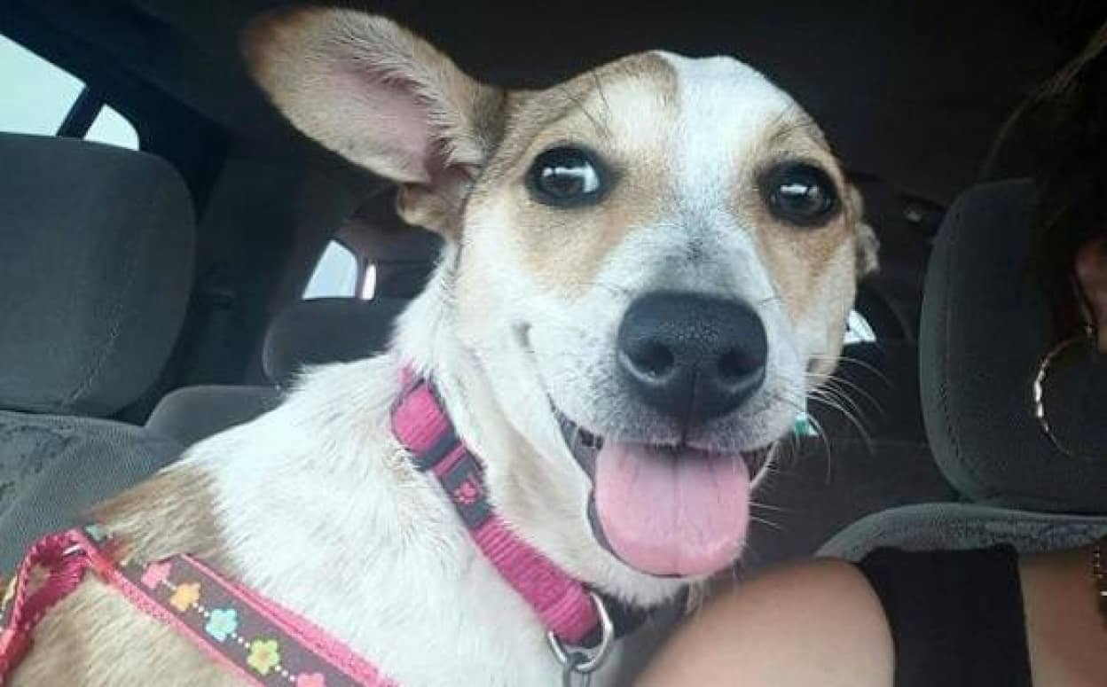 首に靴ひもを巻かれフェンスに結び付けられていた捨て犬の保護物語 アメリカ カラパイア