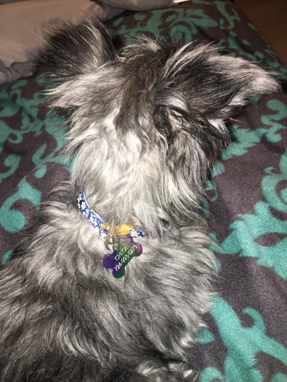 dog3_e3