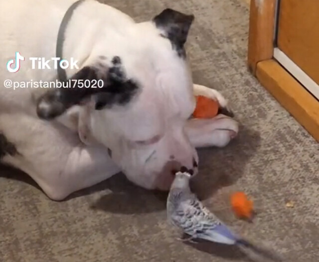 インコに大好物のニンジンを分けてあげるやさしい犬