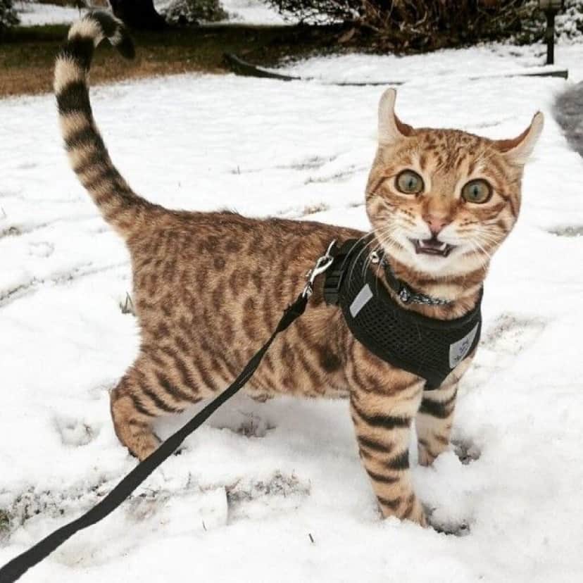 funny-animals-first-snow-cats-dogs11_e