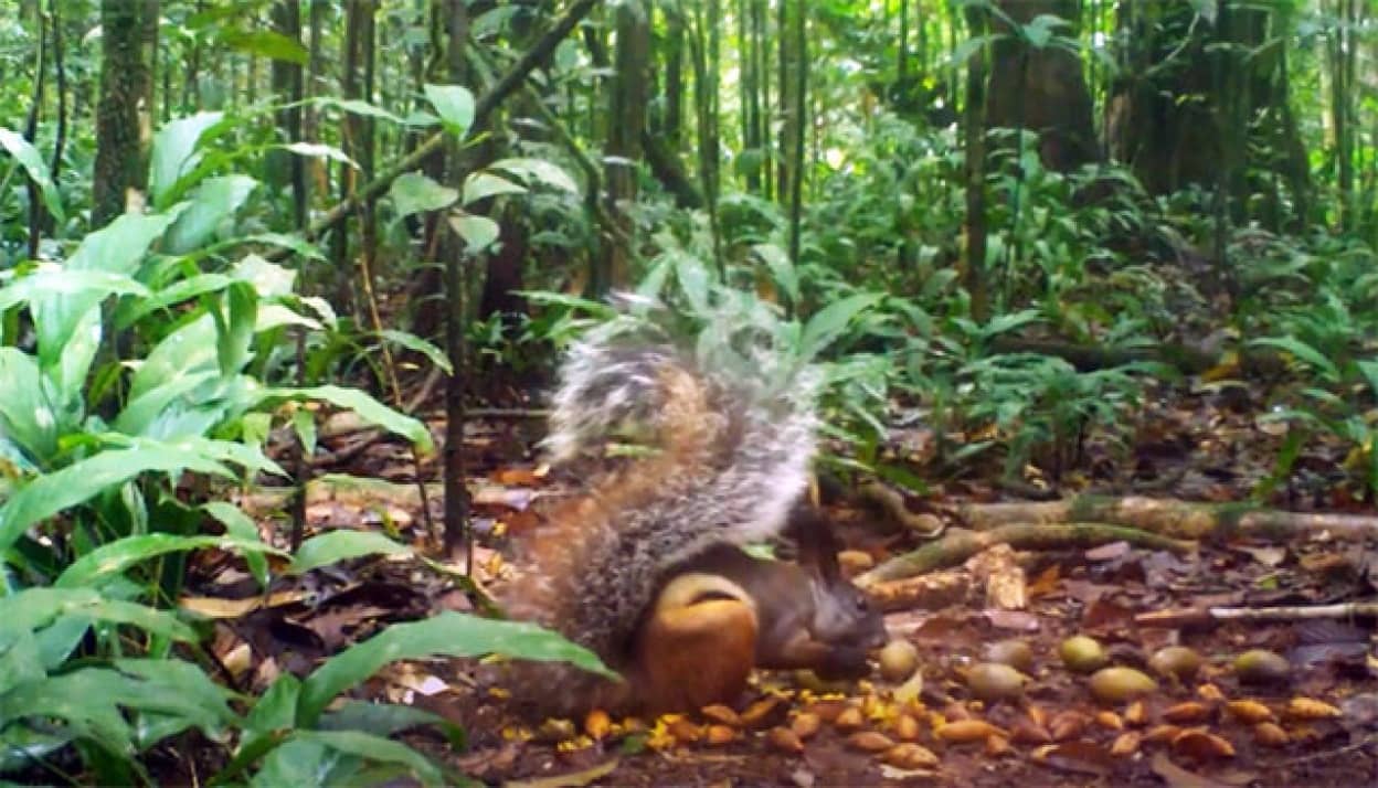 吸血リスの食生活が明らかに