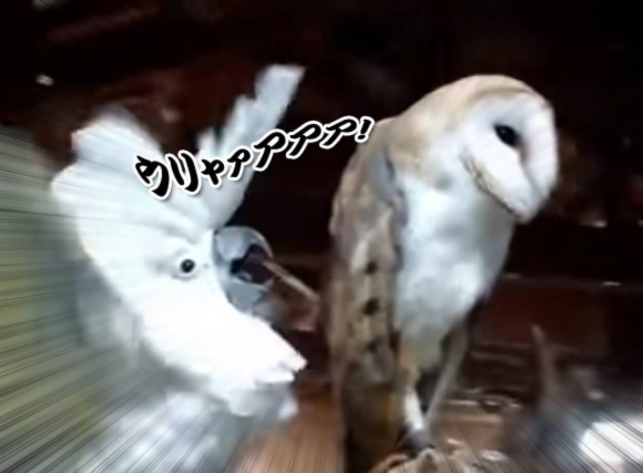 テンション違いすぎかよ タイハクオウムがメンフクロウをあおるあおる にも似た カラパイア