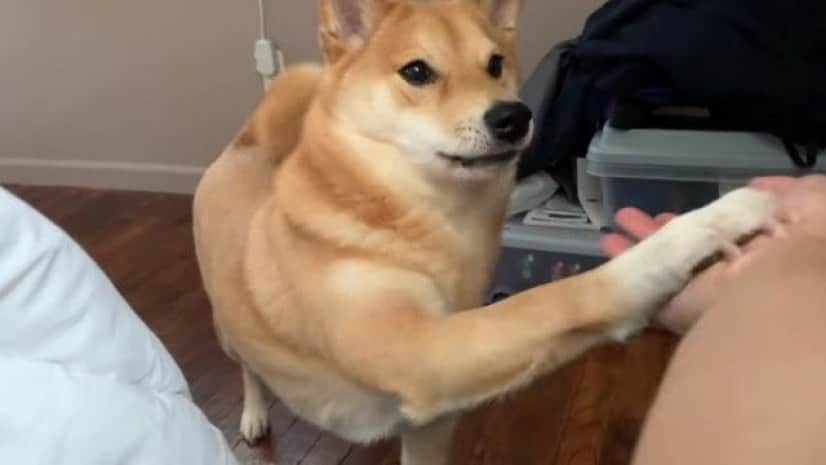 いいかげん起きろや飼い主 と心の中で思っていそう 柴犬ハルさんのモーニングコール カラパイア