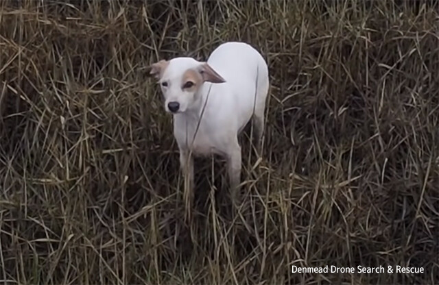 迷子の犬が救えない。最終手段、ドローンにソーセージをぶら下げる作戦で誘導に成功！