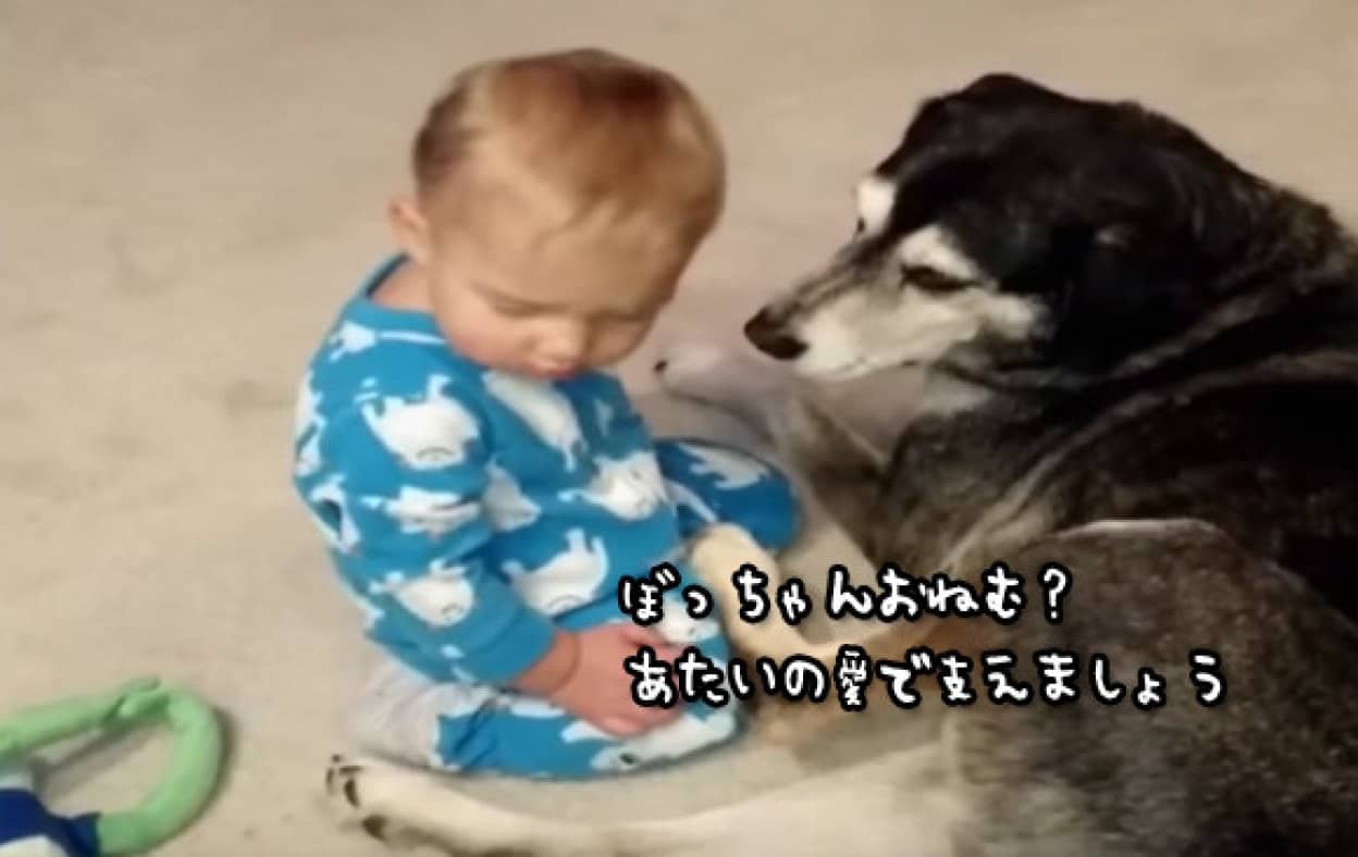 赤子がウトウト それを見守る犬のやさしさが心に染みすぎる動画 カラパイア 赤子がウトウト それを見守る犬のやさしさが心に染みすぎる動画 カラパイア