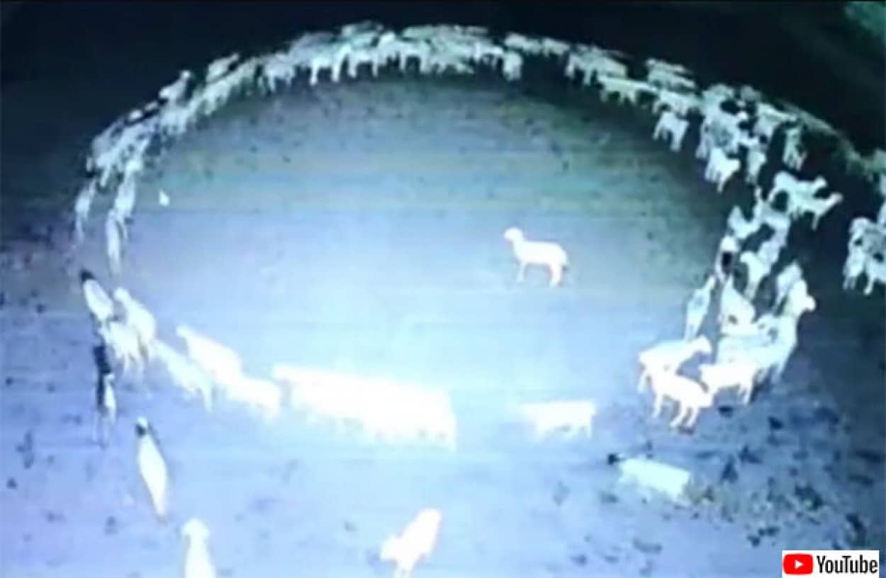 黙示録の前兆か？羊の群れが輪になって取り憑かれたように12日間歩き続けるミステリー（追記：謎が判明か？）