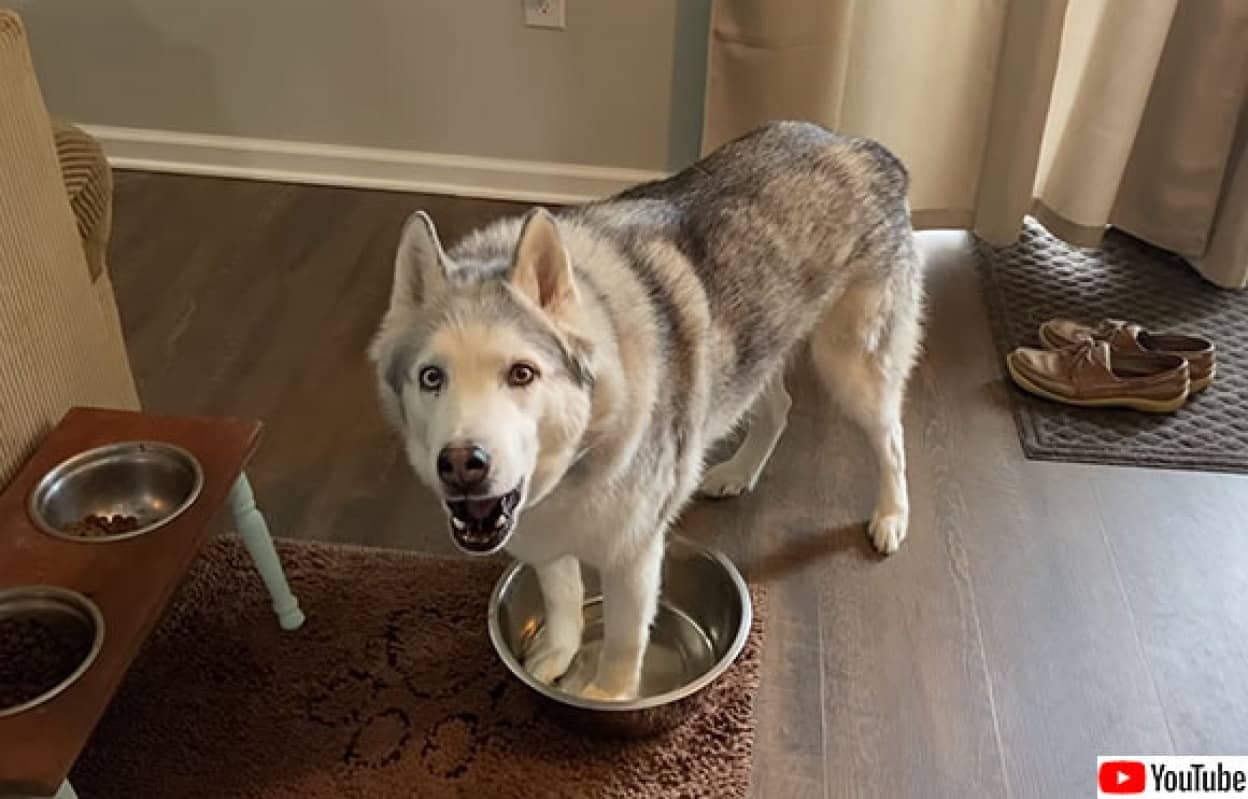 またお前か ゴネるハスキー犬 ゼウスが 水を催促する時の態度 カラパイア またお前か ゴネるハスキー犬 ゼウスが 水を催促する時の態度 カラパイア