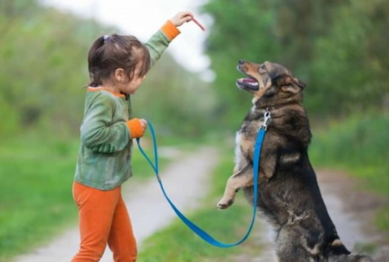 それでも誰かと一緒がいいの 一度捨てられた犬が再び愛を与えられた時 保護犬ビフォア アフター カラパイア それでも誰かと一緒がいいの 一度捨てられた犬が再び愛を与えられた時 保護犬ビフォア アフター カラパイア