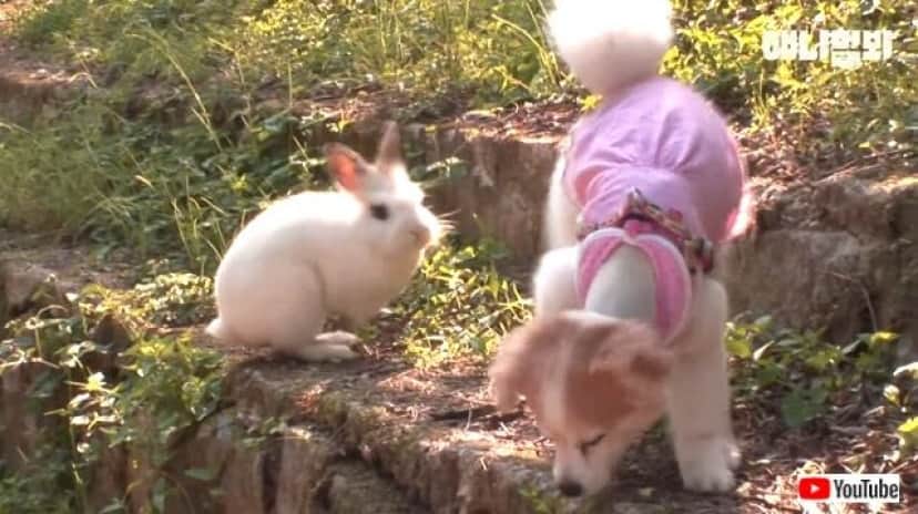 ウサギと犬はソウルメイト 散歩の途中で出会った2匹 いつか親友同士になる カラパイア ウサギと犬はソウルメイト 散歩の途中で出会った2匹 いつか親友同士になる カラパイア