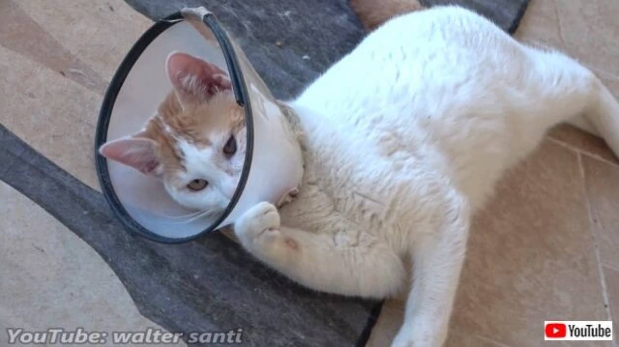 トルコの居候猫たちに子猫が参入 だが このカラー許さにゃい と復讐に燃えている模様 カラパイア