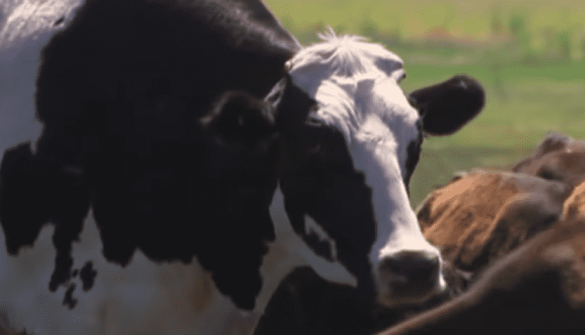 moo2