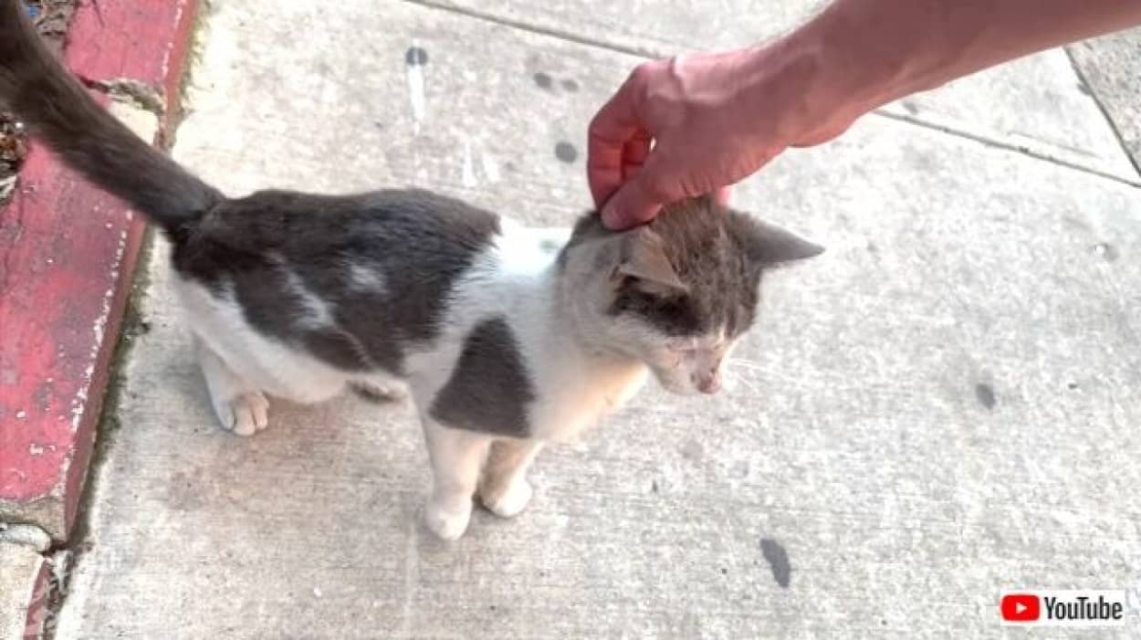 これはもうまるで別猫 助けてくれてありがとう ニューヨークの野良猫がスイートホームを見つけるまで カラパイア