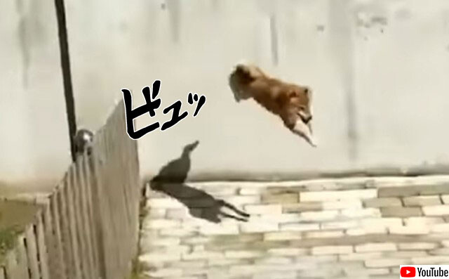 柵が役に立たない犬