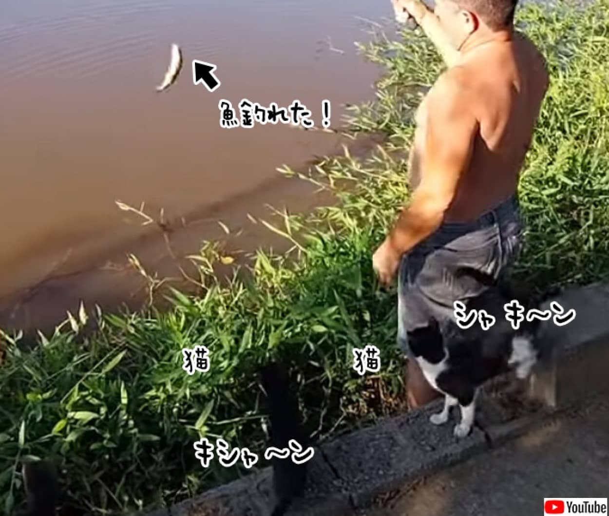 釣れた獲物を狙う猫