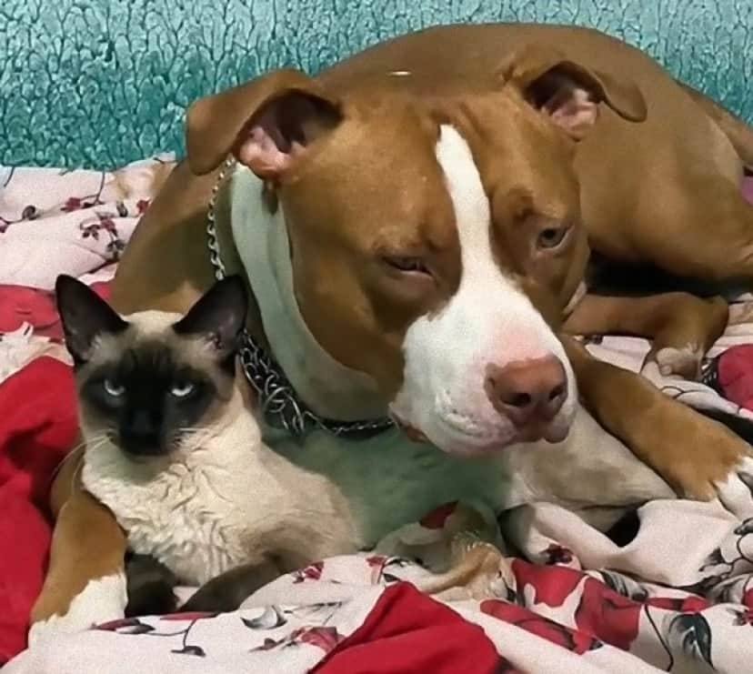 dog and cat1_e