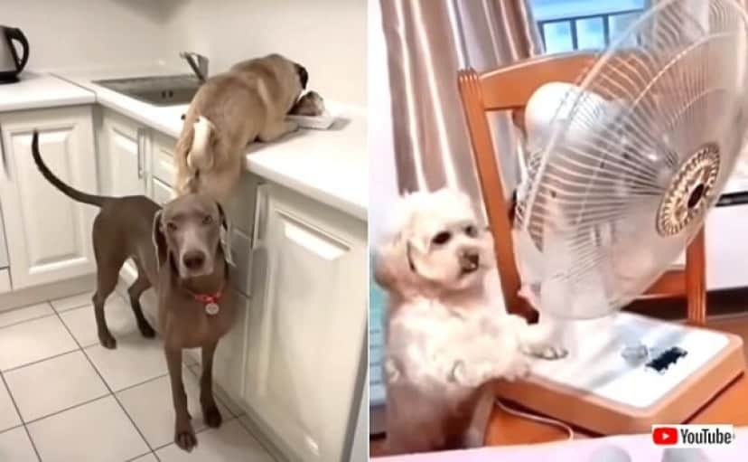 今さら驚かないでくれる 犬たちが飼い主の想定よりも賢かった場合 カラパイア