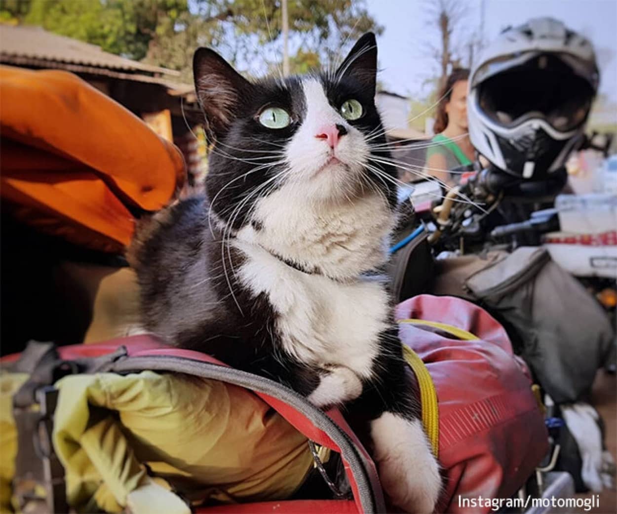 バイクで旅する冒険猫