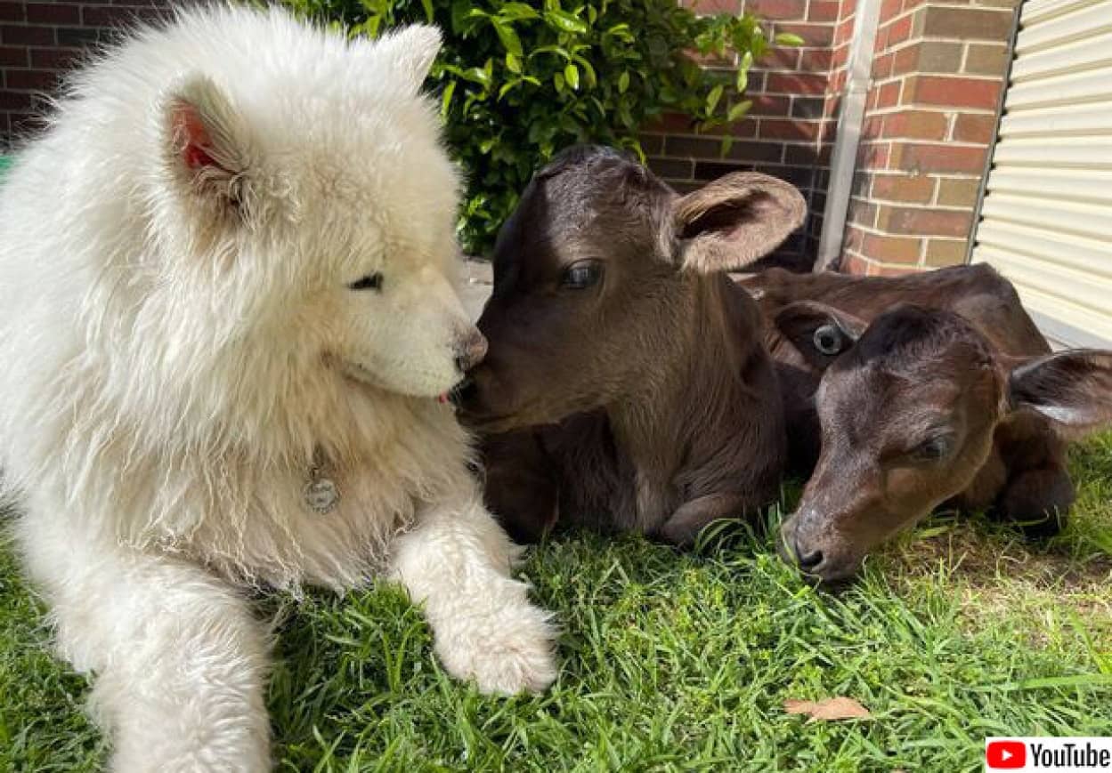 サモエド犬と子牛