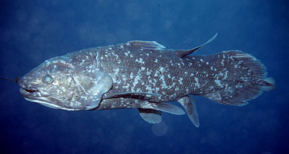 coelacanth11814190