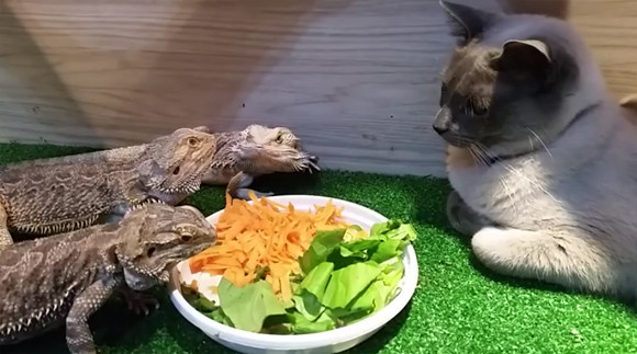 き 緊張して食べられないけど トカゲたちの夕食監視官としての猫 カラパイア