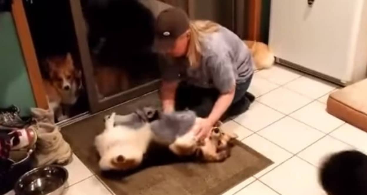 普通の犬はお散歩から戻ると足を拭くが コーギーの場合 カラパイア 普通の犬はお散歩から戻ると足を拭くが コーギーの場合 カラパイア