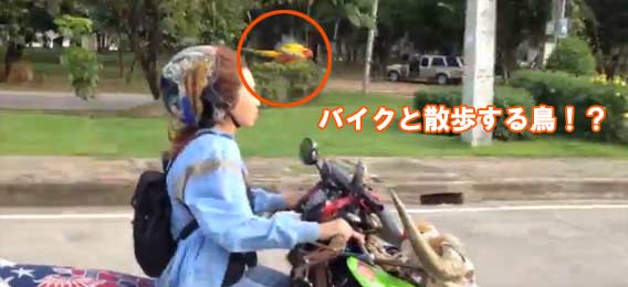 なにこれ超うらやましい バイクと一緒に並んで走る 飛ぶ タンデム走行の鳥の姿が カラパイア