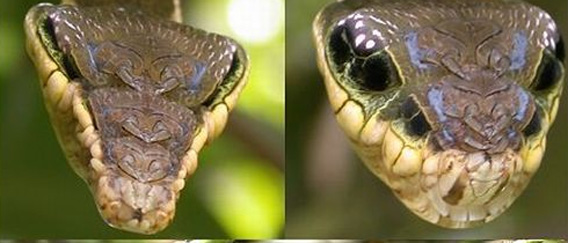 頭を三角に尖らせて毒蛇に擬態するベニスズメガの幼虫の変身ビフォア アフター カラパイア