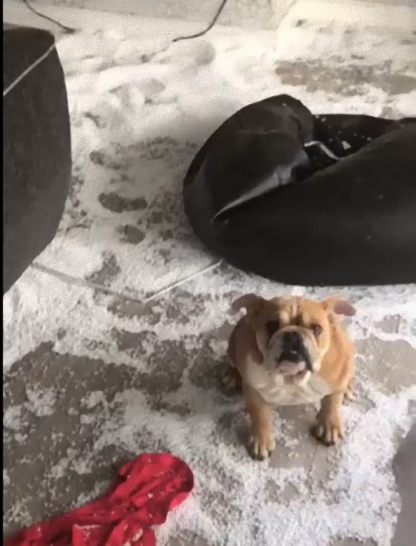 わしゃしら ん ビーズクッションの中身を大放出 部屋中を雪景色にするもあくまでもしらを切り続ける犬 カラパイア