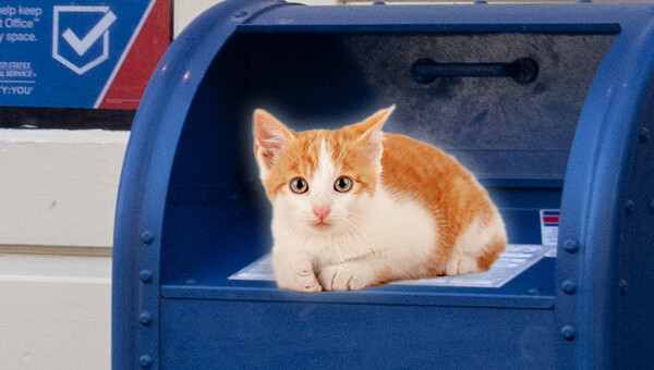 ポストの中に入れられた猫を発見、「スペシャルデリバリー」と名付けられ保護される