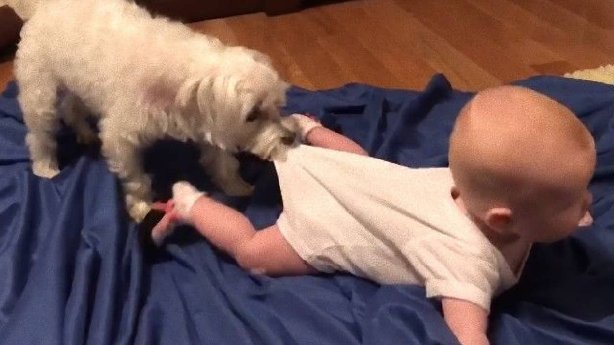 シーツの上 いきたい にこにこする赤ちゃんと背中を引っ張る犬 カラパイア