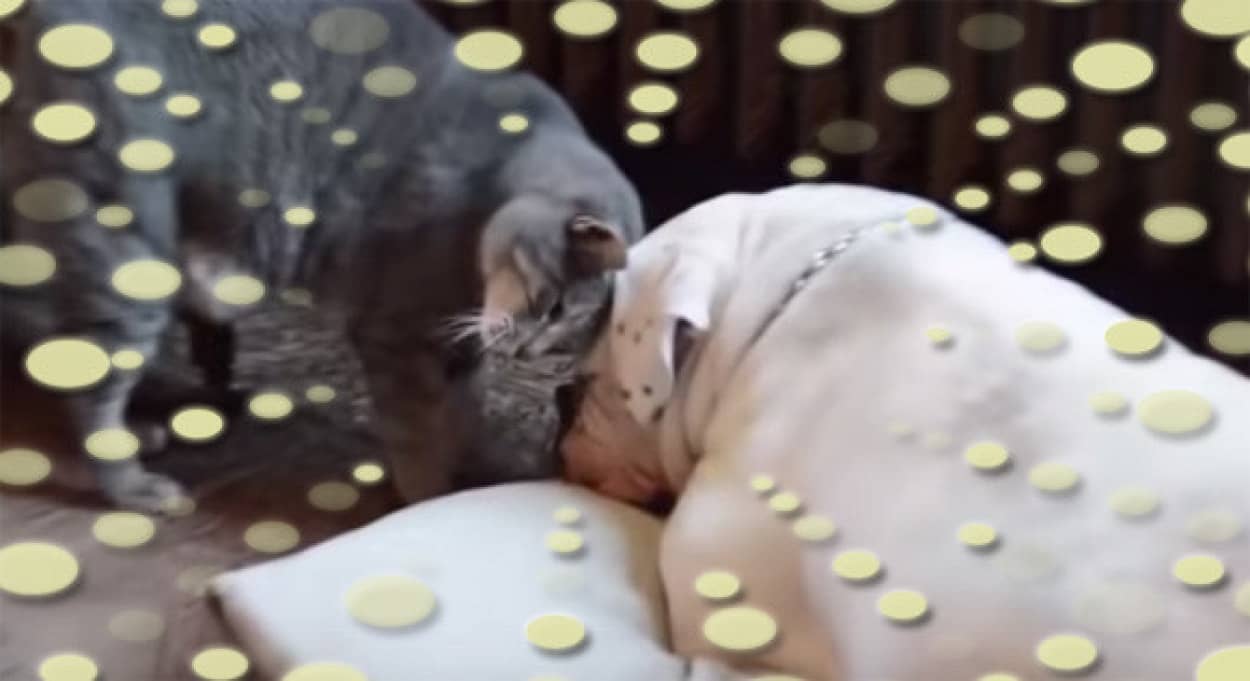 ロマンチックが止まらないったらありゃしない 猫が犬を起こす時の愛情いっぱいの仕草 カラパイア
