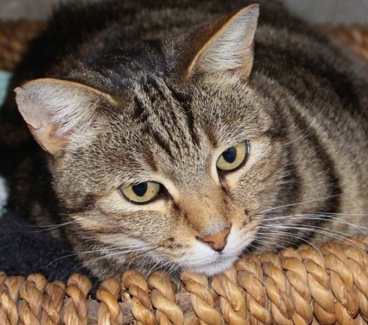 cat-660692_640_e