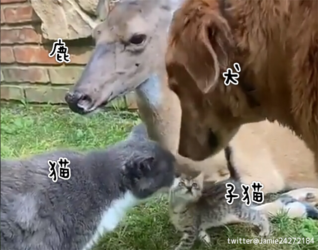 セロトニン誘発動画。猫と子猫と鹿と犬がお互いにいたわり合うやさしい世界