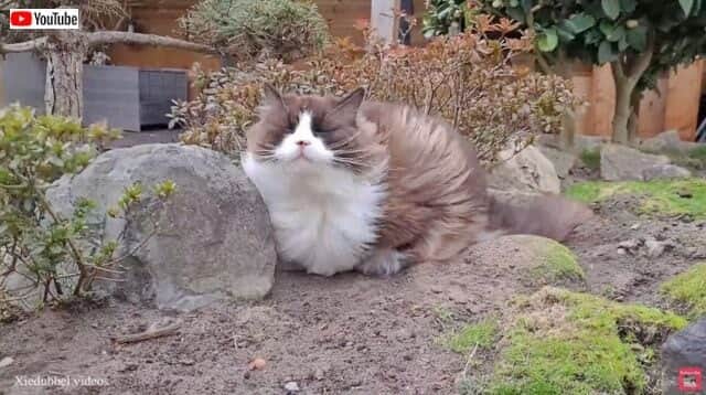 愛猫 この風がたまらん やめられん 嵐の中 強風を堪能するラグドールたち カラパイア