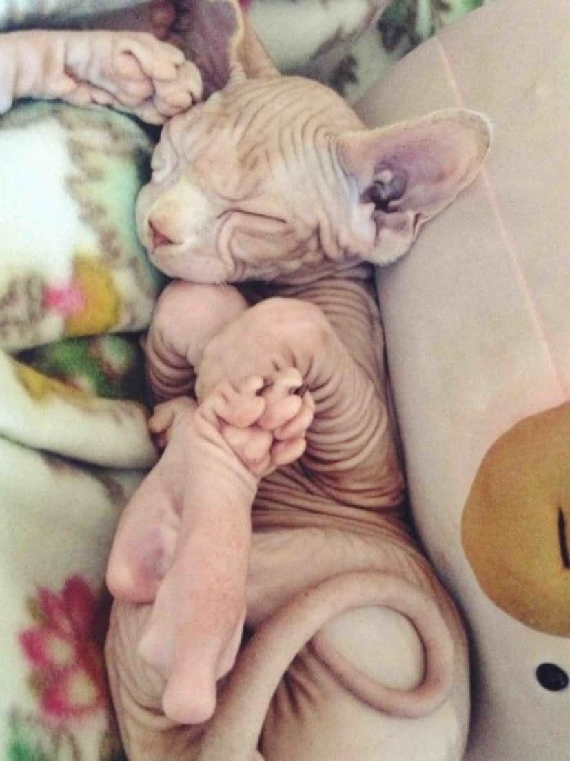 モフモフなしでも猫はかわいいのだ スフィンクス キャットの魅力を堪能しようの会 カラパイア モフモフなしでも猫はかわいいのだ スフィンクス キャットの魅力を堪能しようの会 カラパイア