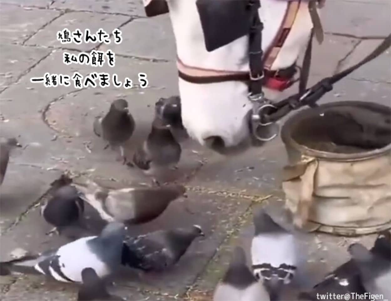 鳩に餌を分け与える馬