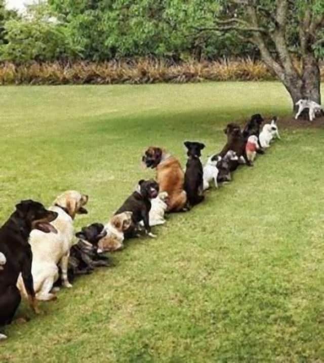 犬ってやっぱ賢いんだわ 犬がチンパンジーよりも長く記憶できる理由 カラパイア 犬ってやっぱ賢いんだわ 犬がチンパンジーよりも長く記憶できる理由 カラパイア