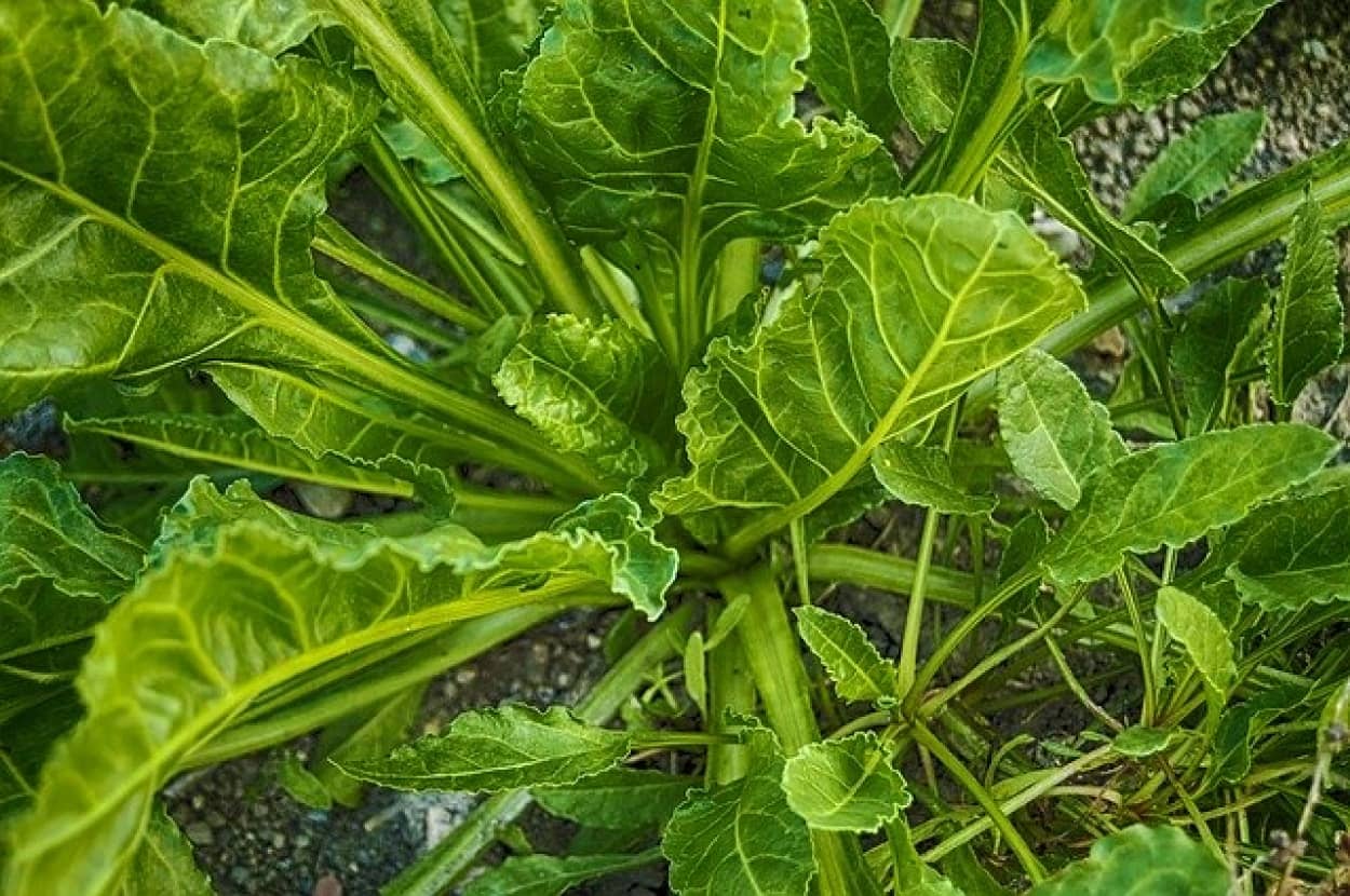 サルモネラ菌が植物を汚染