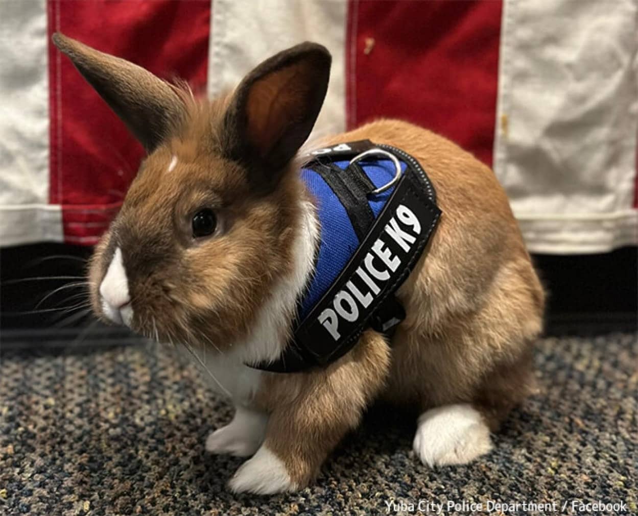 カリフォルニアの警察に勤務する「警察ウサギ」